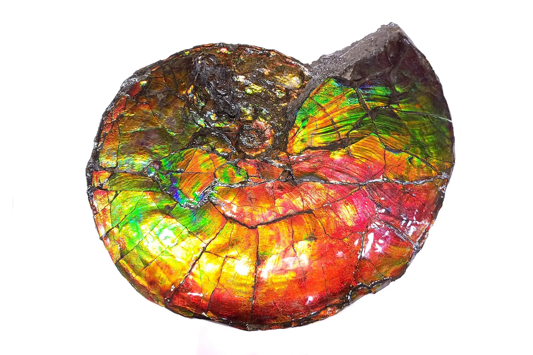 Canadian Ammonite Full Fossil Placenticeras intercalare Amolite AMLF2232