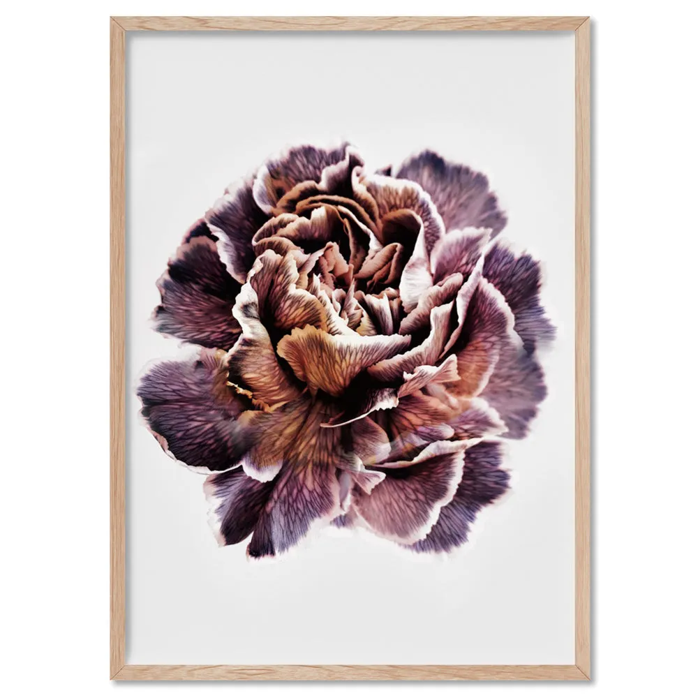 Floral Pose, Close up detail of Flower - Art Print