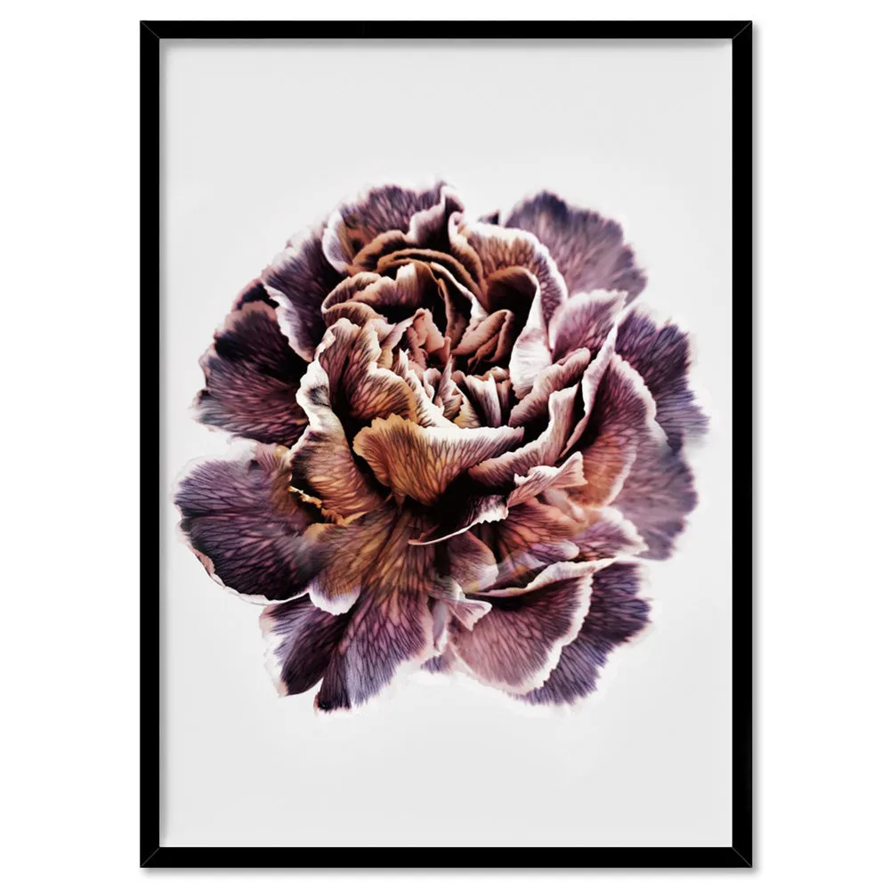 Floral Pose, Close up detail of Flower - Art Print