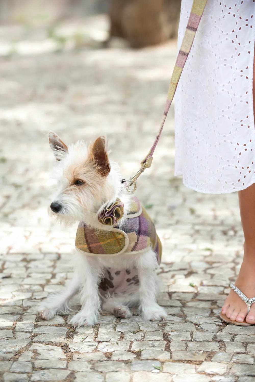 Lilac Jasper Dog Coat